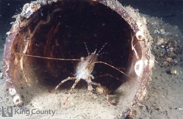 Photo of Coonstripe Shrimp - Pandalus hypsinotus